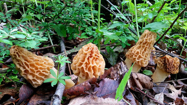 Morels Art Print featuring the photograph Morels by Brook Burling