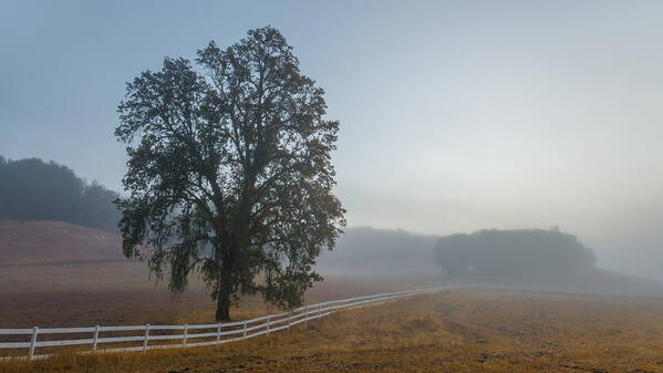 Paso Robles Art Print featuring the photograph Morning in Paso Robles by Joseph Smith