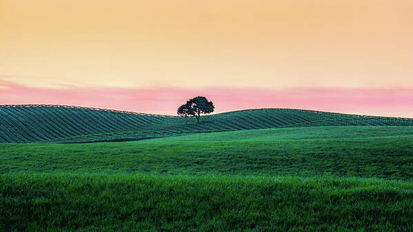Paso Robles Art Print featuring the photograph Morning Light and Oak Tree by Joseph Smith