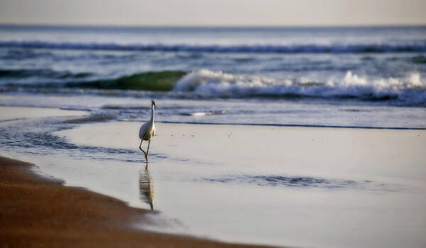 Bird Art Print featuring the photograph Morning Walk At Ormond Beach by Steven Sparks