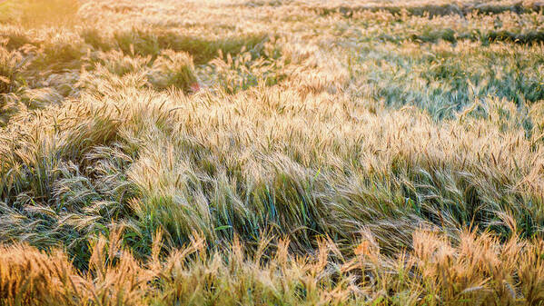 Landscape Art Print featuring the photograph Morning Wheat by Joe Shrader