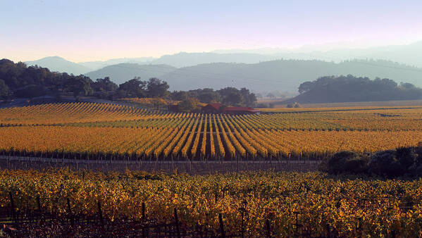 Landscape Art Print featuring the photograph Napa Valley California 3 by Xueling Zou