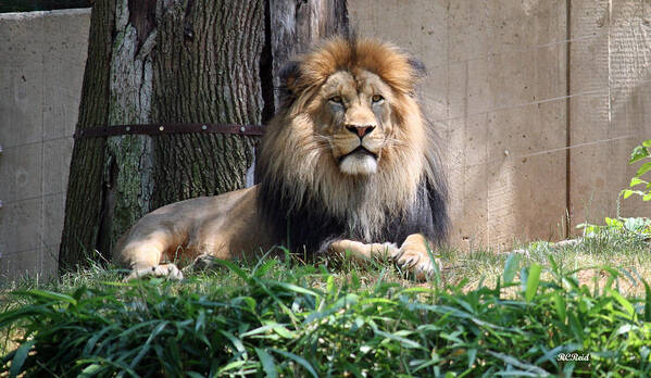 Smithsonian Art Print featuring the photograph National Zoo - Luke - African Lion by Ronald Reid