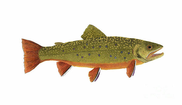 Trout Salmon Fly Fish Fishing Brook Rainbow Cutthroat Thom Glace Bass Crappie Muskie Art Print featuring the painting Native Brook Trout by Thom Glace