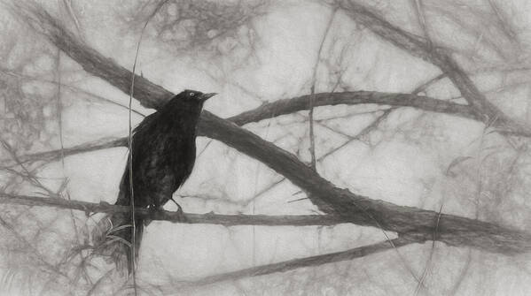 Brewer Blackbird Art Print featuring the photograph Nevermore by Melinda Wolverson