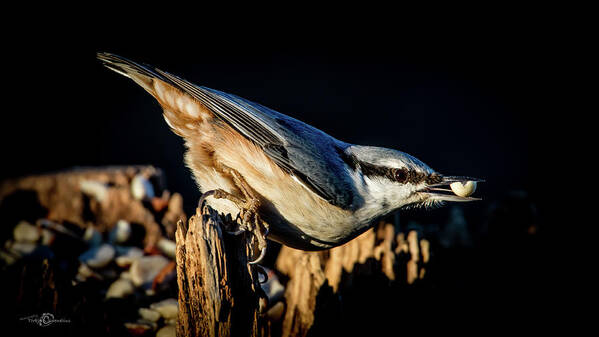 Nuthatch's Nut Art Print featuring the photograph Nuthatch with a nut in the beak by Torbjorn Swenelius