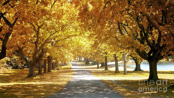 Autumn Art Print featuring the photograph Oak tree avenue in Autumn by Jane Rix