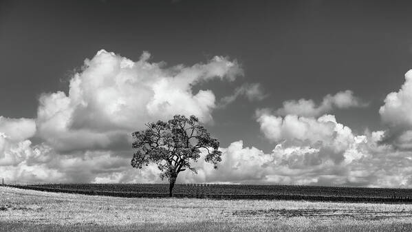 Paso Robles Art Print featuring the photograph Oak with Cloudbank by Joseph Smith