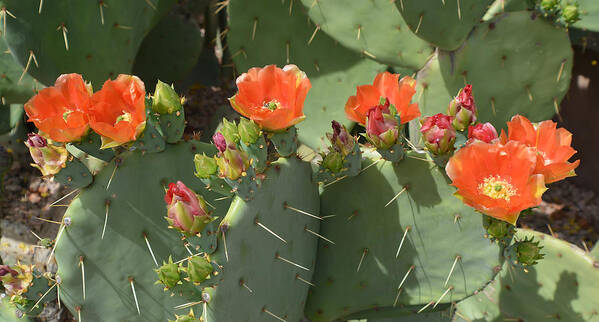 Cactus Art Print featuring the photograph Orange Dream Cactus by Aimee L Maher ALM GALLERY