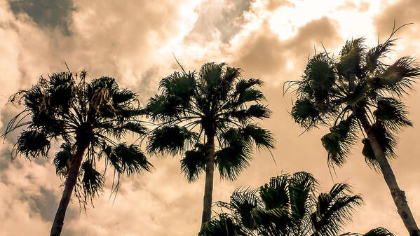 Florida Art Print featuring the photograph Palms Against the Sky by Frank Mari