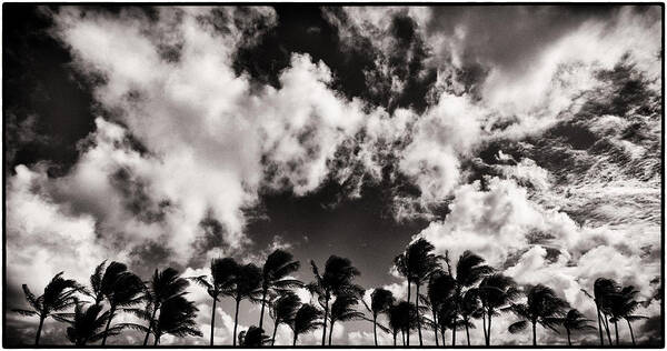 Palm Art Print featuring the photograph Palms Blowing in the Wind by Lawrence Knutsson