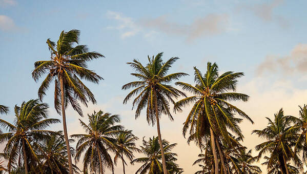 Palms Art Print featuring the photograph Palms by Newwwman