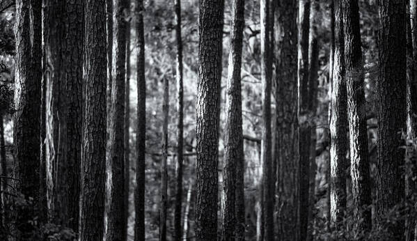 Pine Forest Art Print featuring the photograph Pine Forest Black and White by Matt Hammerstein