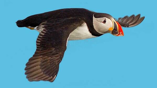 Puffin Art Print featuring the photograph Puffin in flight T-shirt by Tony Mills