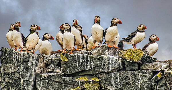 Puffin Art Print featuring the photograph Puffin's Rock by Brian Tarr