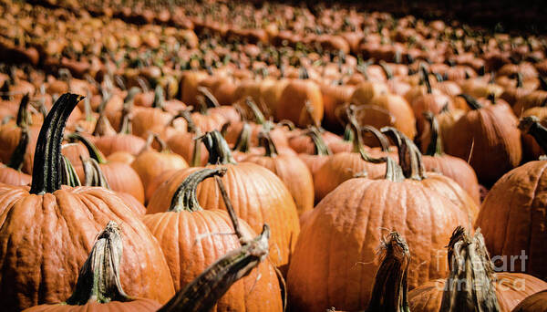 Holiday Art Print featuring the photograph Pumpkins 18 by Andrea Anderegg