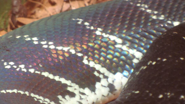 Snake Art Print featuring the photograph Rainbow Scales by Sarah Gage