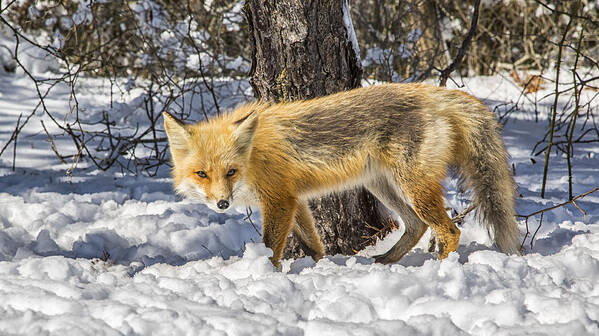 Wildlife Art Print featuring the photograph Red fox by Charles Aitken