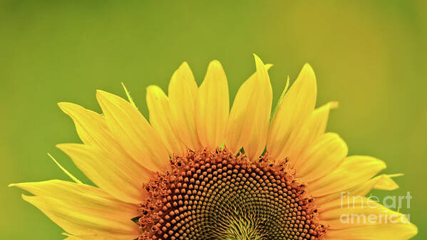 Anderson Sunflower Farm Art Print featuring the photograph Rise And Shine by Doug Sturgess