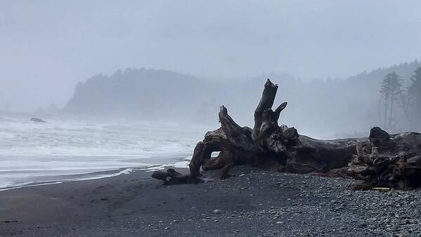 Rialto Beach Art Print featuring the photograph Roots Touch Pacific by Alexis King-Glandon
