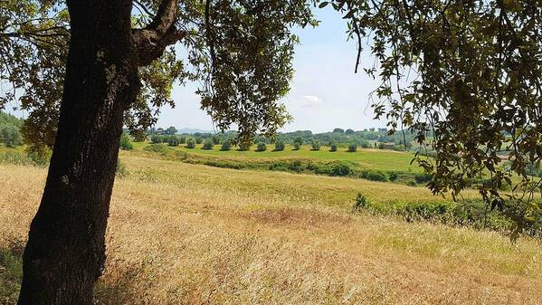 Tuscan Art Print featuring the photograph Rural Tuscany by Valentino Visentini