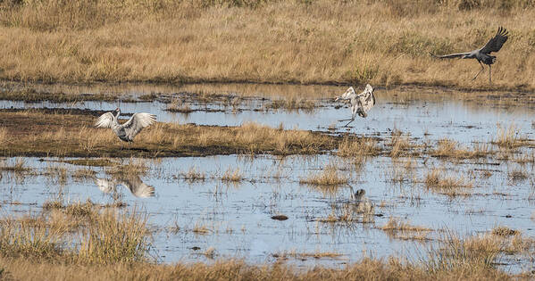 Sandhill Cranes Art Print featuring the photograph Sandhill Cranes Necedah 2015-1 by Thomas Young