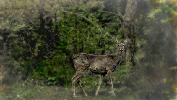 Deer Art Print featuring the photograph Separated and Diseased by David Yocum