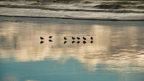 Birds Reflection Sand Ocean Waves Beach Art Print featuring the photograph Seven by Wendell Ward