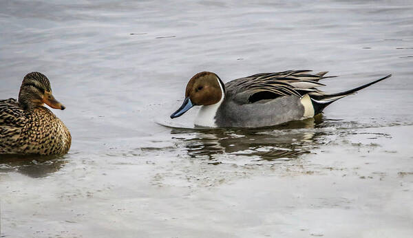 Mallard Art Print featuring the photograph Sharp Dressed by Ray Congrove