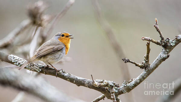 Singing Robin Art Print featuring the photograph Singing Robin by Torbjorn Swenelius