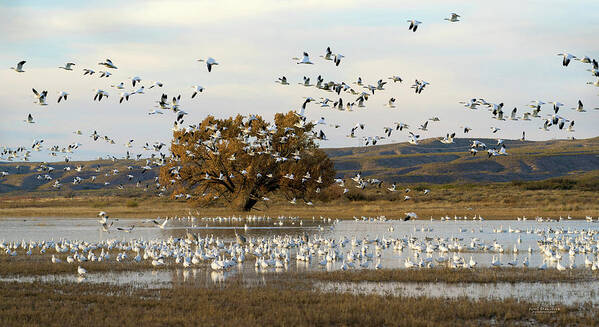 Snow Geese Art Print featuring the photograph Snow Geese at Bosque Del Apache by Judi Dressler