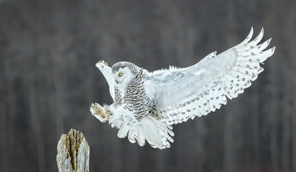Owl Art Print featuring the photograph Snowy Owl Sticking the Landing by Steven Upton
