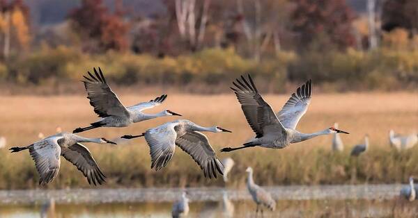 Sandhill Cranes Art Print featuring the photograph Southbound Sandhills by Michael Hall