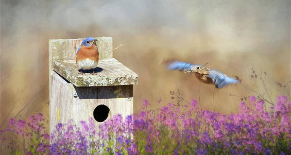 Bluebird Art Print featuring the photograph Spring Builders by Lori Deiter