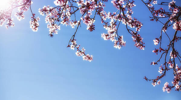 Cherry Blossoms Art Print featuring the photograph Spring is here by Kunal Mehra