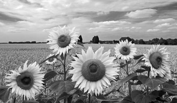 Black And White Sunflowers Art Print featuring the photograph Sumertime On The Farm In Black And White by Gill Billington