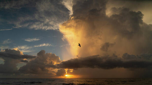 Florida Art Print featuring the photograph Sunrise Thunderstorm Bird Delray Beach Florida by Lawrence S Richardson Jr