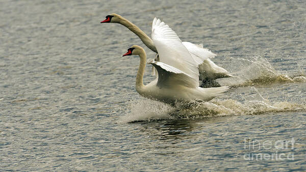 Swan Art Print featuring the photograph The Amazing Swan Race by Sam Rino