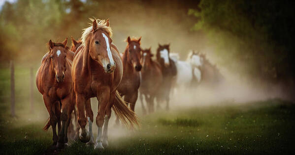 Horse Art Print featuring the photograph The boys by Ryan Courson