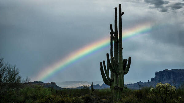 Arizona Art Print featuring the photograph The Saguaro and the Rainbow by Saija Lehtonen