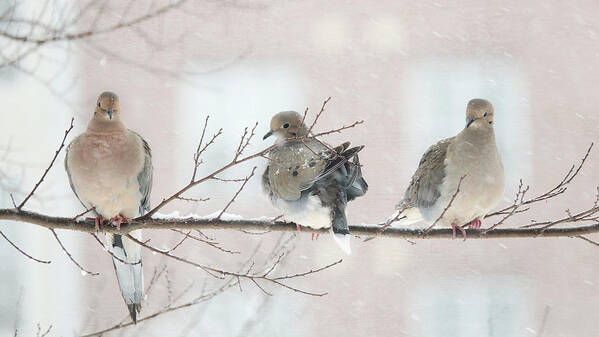 Mourning Dove Art Print featuring the photograph The Three Amigos by Jack Nevitt