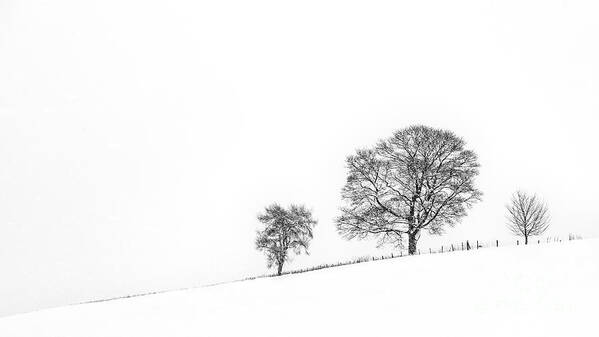 Trees In Winter Art Print featuring the photograph Three Trees On The Hill by Richard Burdon