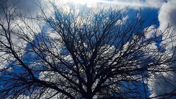 Tree Art Print featuring the photograph Tree sun and blue sky by Andre Brands