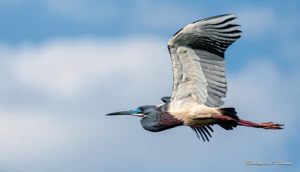 Art Art Print featuring the photograph Tri-Colored Heron In Flight by Christopher Holmes