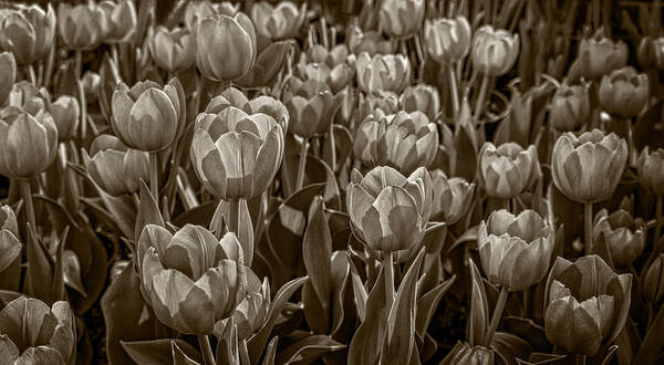 Flower Art Print featuring the photograph Tulip Garden by Phil Cardamone