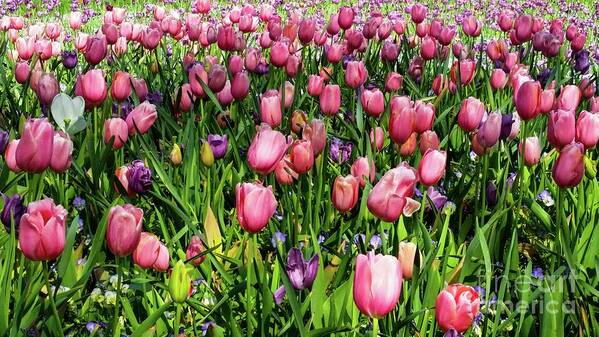 Tulip Art Print featuring the photograph Tulips in Bloom by D Davila