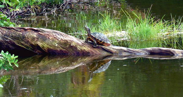 Nature Art Print featuring the photograph Turtle Meditation by Kicking Bear Productions