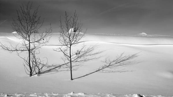 Nature Art Print featuring the photograph Twins by Skip Hunt