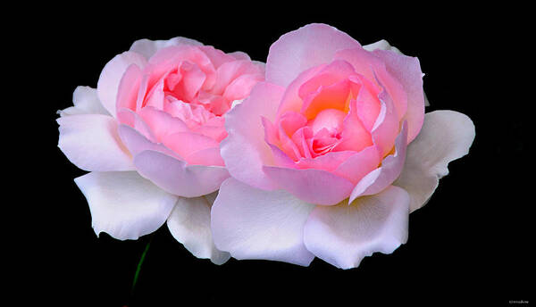 Roses Art Print featuring the photograph Two Pink Roses by JoAnn Lense