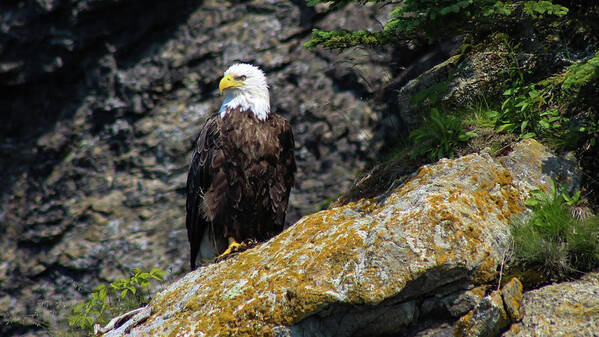 Bald Eagle Art Print featuring the photograph Vigilance by Holly Ross
